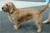Click here for more detailed Basset Fauve De Bretagne breed information and available puppies, studs dogs, clubs and forums